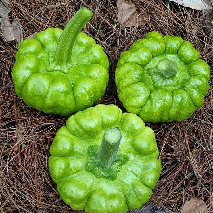 Gingerhandle Melon Seeds